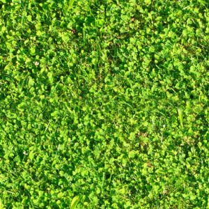 Global Grass Textures